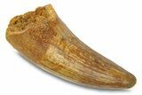Cretaceous Fossil Crocodylomorph Tooth - Morocco #292230-1